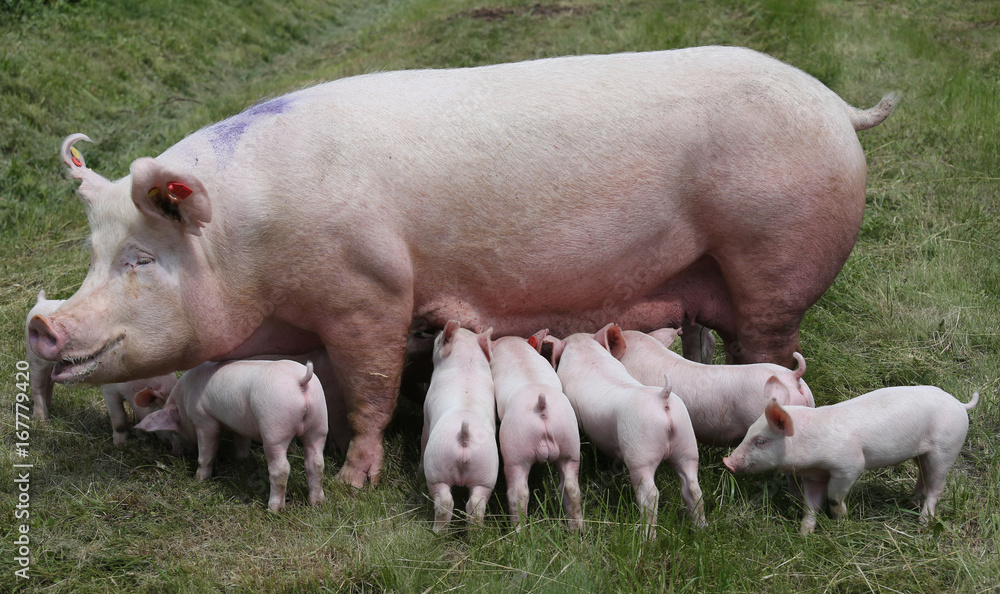 Breast feeding piglets on animal farm on the meadow Breast feeding piglets on animal farm on the meadow