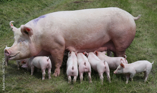 Breast feeding piglets on animal farm on the meadow © acceptfoto