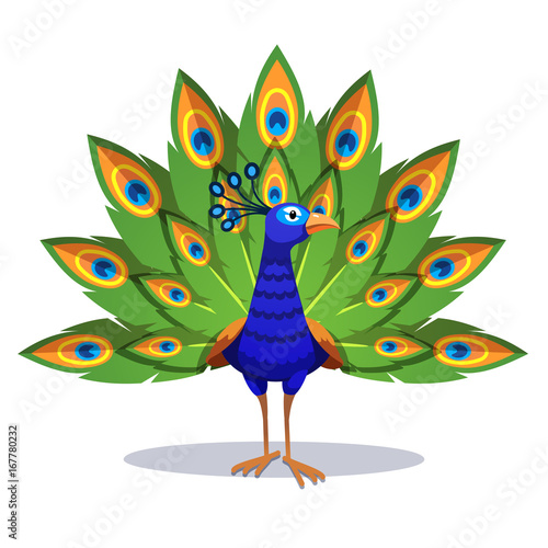 Beautiful peacock standing with green feathers out