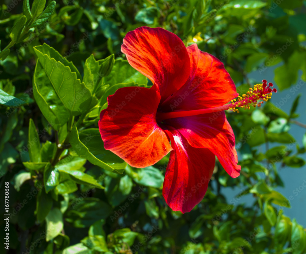 Hibiscus. Karkade. Hibiscus flower. Red hibiscus flower on a green background. In the tropical garden. Hibiscus. Karkade. Hibiscus flower. Red hibiscus flower on a green background. In the tropical garden.