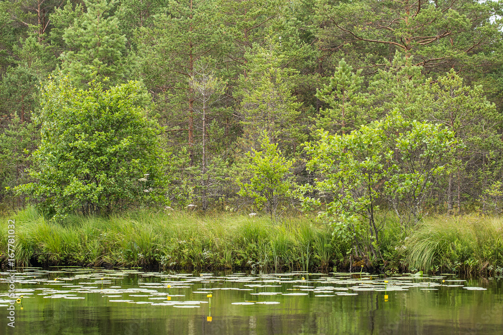 A beautiful swamp landscape near the lake in morning light. Marsh scenery in Northern europe. Grass marsh. A beautiful swamp landscape near the lake in morning light. Marsh scenery in Northern europe. Grass marsh.