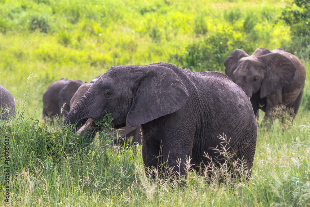 Portrait of elephants group. Tarangire, Tanzania