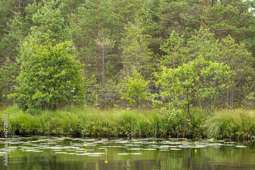 A beautiful swamp landscape near the lake in morning light. Marsh scenery in Northern europe. Grass marsh.
