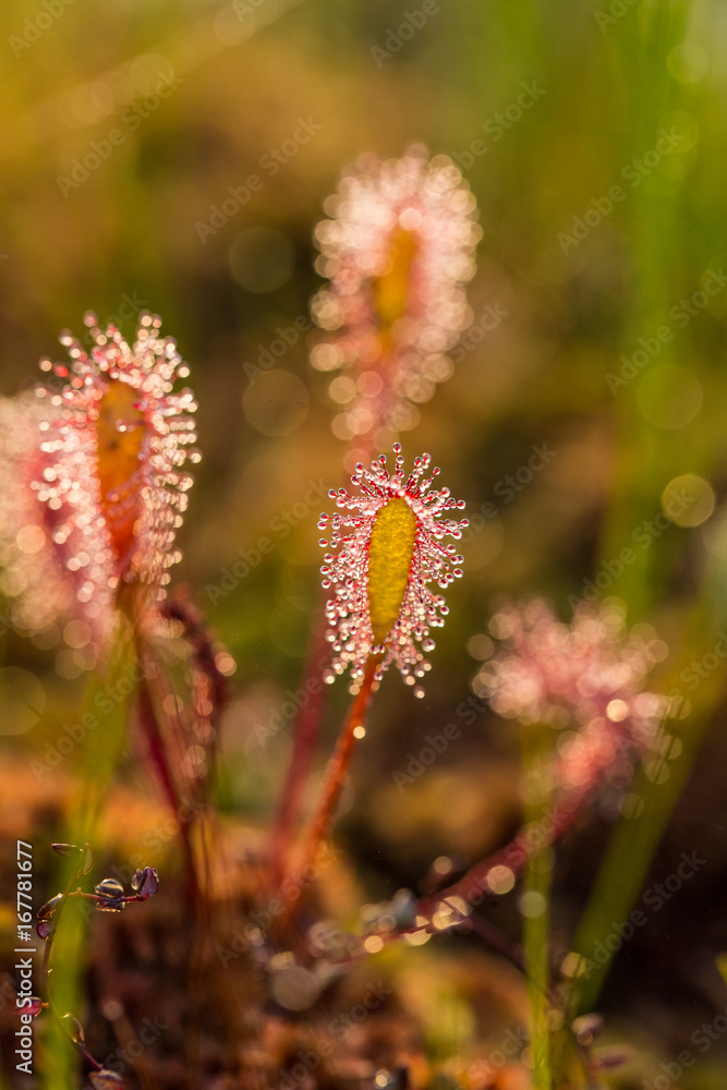 A beautiful closeup of a great sundew leaves in a morning light. Carnivorous plant in marsh. A vibrant macro photo. A beautiful closeup of a great sundew leaves in a morning light. Carnivorous plant in marsh. A vibrant macro photo.