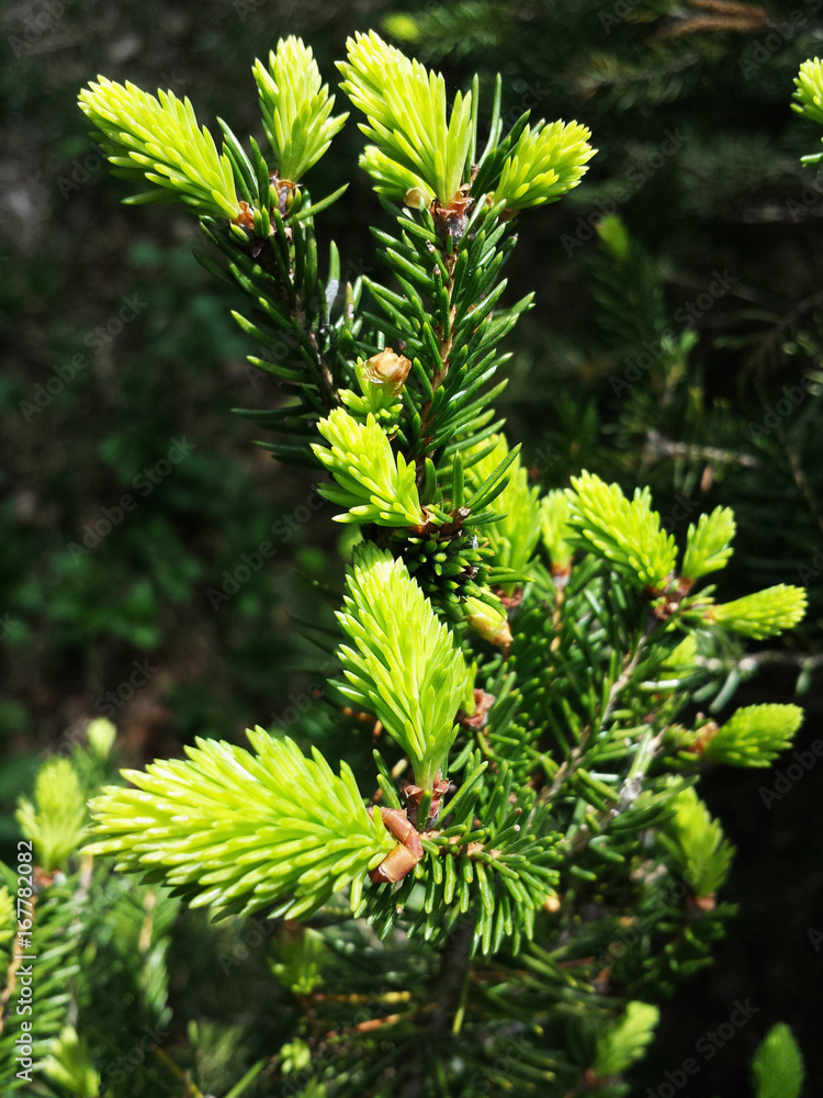 Fototapeta premium New spruce branches. Spruce buds. Spring day