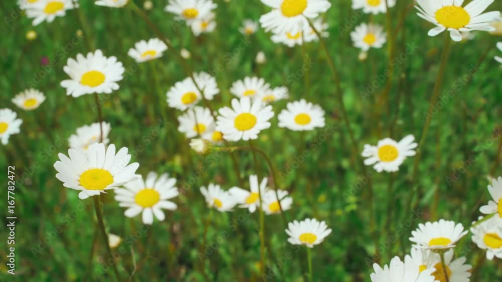 Top view of Chamomile flowers close up with soft focus swaying in the wind. Blooming camomile in the green field in spring meadow. Botany video with beautiful common daisies. 4k UHD Top view of Chamomile flowers close up with soft focus swaying in the wind. Blooming camomile in the green field in spring meadow. Botany video with beautiful common daisies. 4k UHD