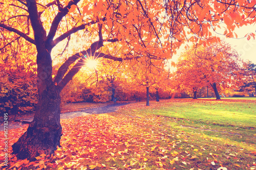 bunte Landschaft im Park - Herbst