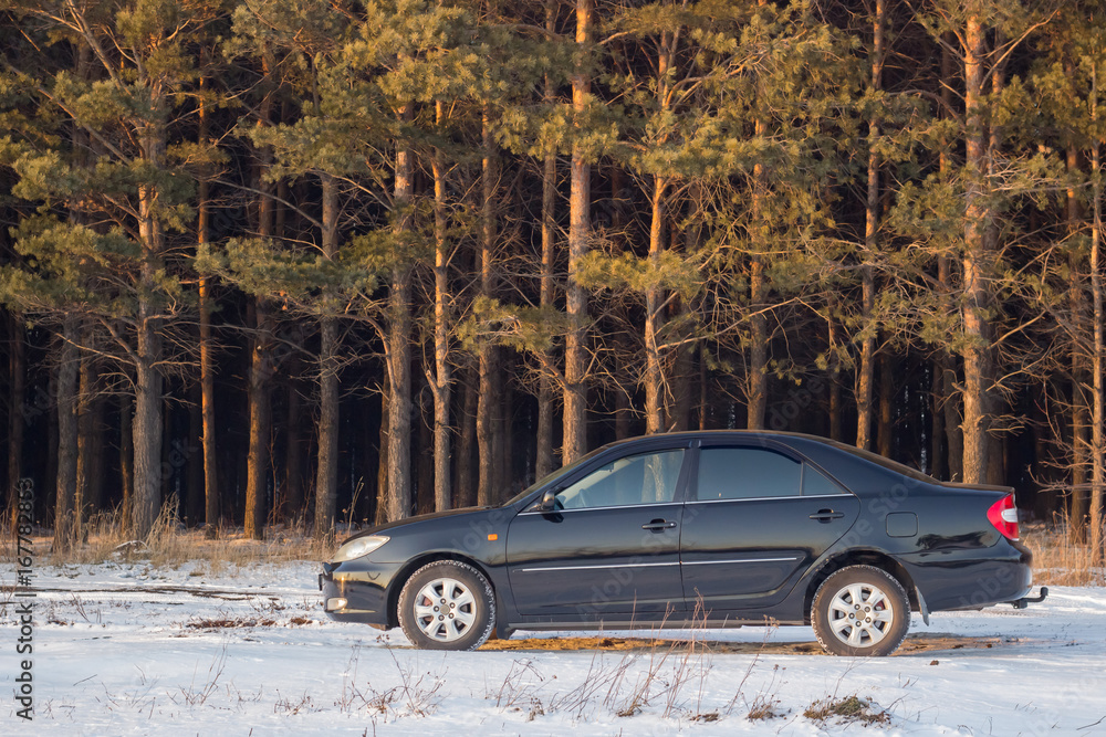 Black pure premium car on the background of a pine forest in winter