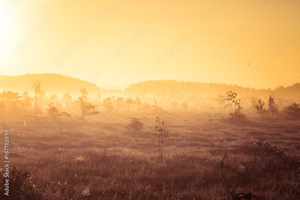 A beautiful, colorful sunrise landscape in a marsh. Dreamy, misty swamp scenery in the morning. Colorful, artistic look.