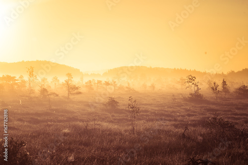 A beautiful, colorful sunrise landscape in a marsh. Dreamy, misty swamp scenery in the morning. Colorful, artistic look.