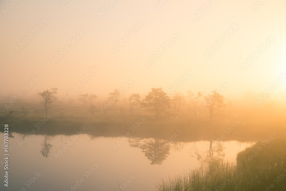 A bright, golden landscape of a marsh after the sunrise. Bright, white light pouring over the scenery. Beautiful swamp in Northern Europe. A bright, golden landscape of a marsh after the sunrise. Bright, white light pouring over the scenery. Beautiful swamp in Northern Europe.