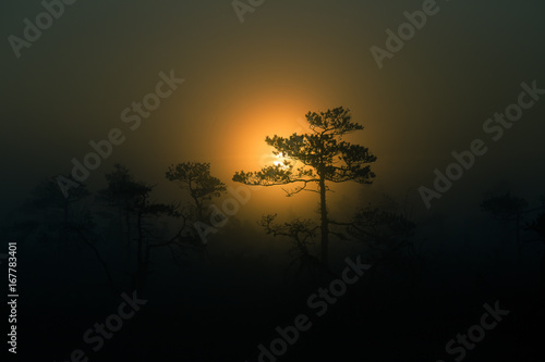A beautiful disc of a rising sun behind the pine tree. Dark, mysterious morning landscape. Apocalyptic look. Artistic, colorful scenery.