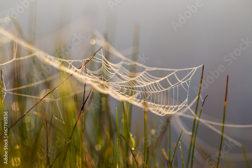 A beautiful morning sunrise landscape with a spider web. Dreamy look.