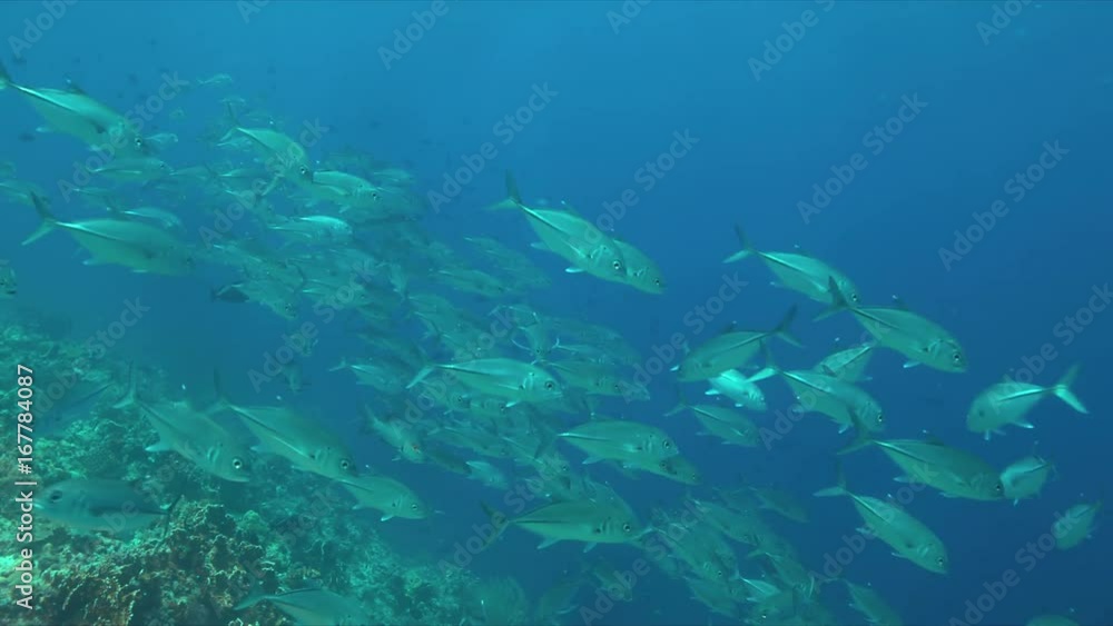 School of Big-eye Trevallies on a colorful coral reef. 4k footage School of Big-eye Trevallies on a colorful coral reef. 4k footage