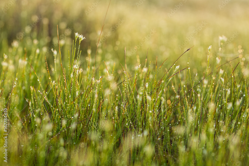 A field of beautiful green sedge grass in morning light. Marsh landscape on Northern Europe. Beautiful swamp landscape.