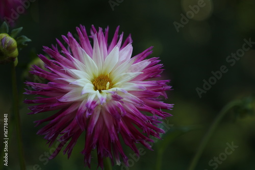 Fototapeta Naklejka Na Ścianę i Meble -  dahlia