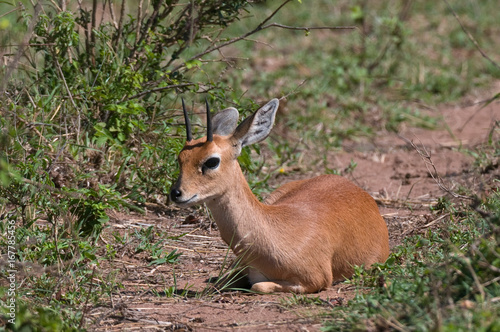 Steenbok (Raphicerus campestris), Masai Mara National Reserve, Kenya photo