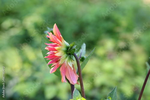 Fototapeta Naklejka Na Ścianę i Meble -  dahlia