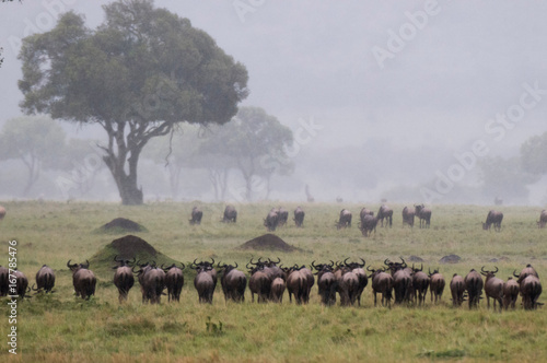 Wildebeest (Connochaetes taurinus) following the rain during annual migration, Masai Mara National Reserve, Kenya photo