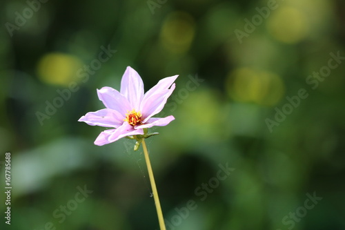 Fototapeta Naklejka Na Ścianę i Meble -  dahlia