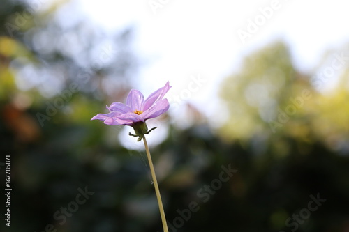 Fototapeta Naklejka Na Ścianę i Meble -  dahlia
