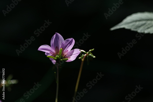 Fototapeta Naklejka Na Ścianę i Meble -  dahlia