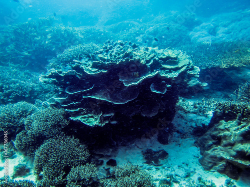 Fototapeta Naklejka Na Ścianę i Meble -  Die Unterwasserwelt des Komodoarchipels - Kleine Sundainseln - Indonesien