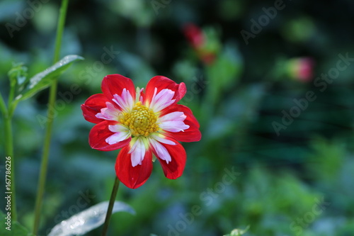 Fototapeta Naklejka Na Ścianę i Meble -  dahlia