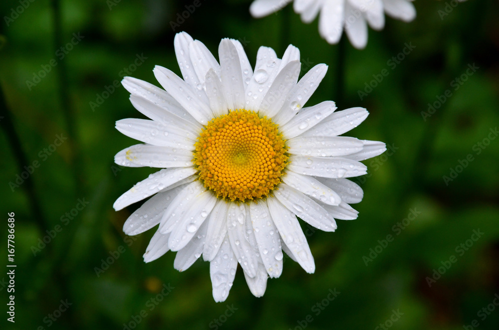 A daisy flower is covered with raindrops.
A daisy flower is covered with raindrops.