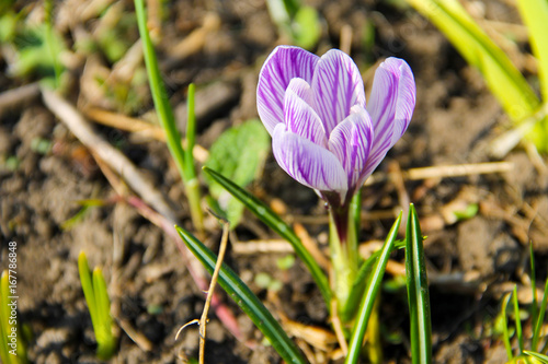 Purple crocus on spring