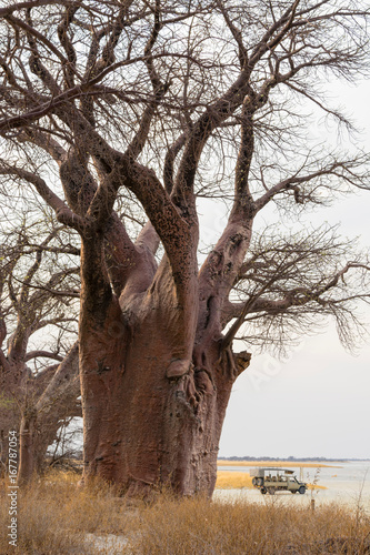 Baines Baobabs, Nxai Pan, Botswana, Africa photo