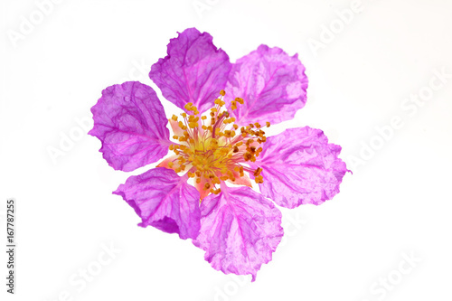 Pride of India, Queen's flower isolated on white