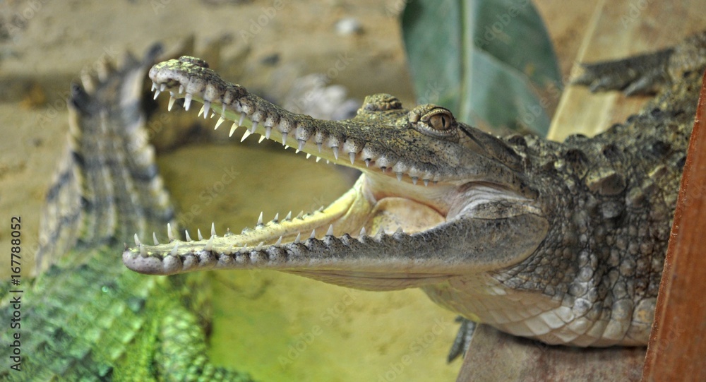 Obraz premium Krogodil