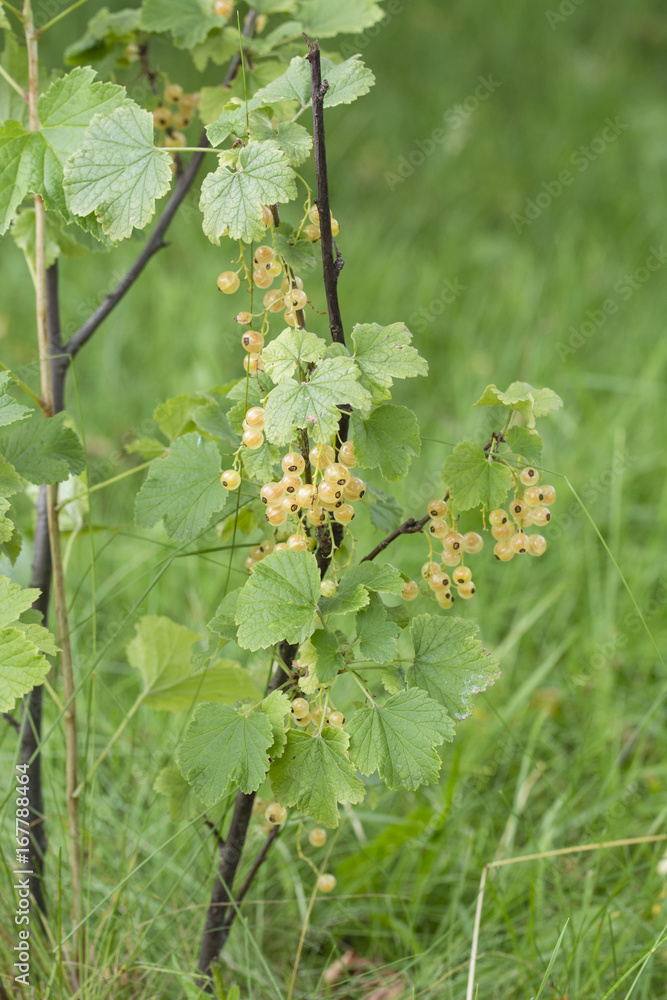 Plums of white currant on the bushes.