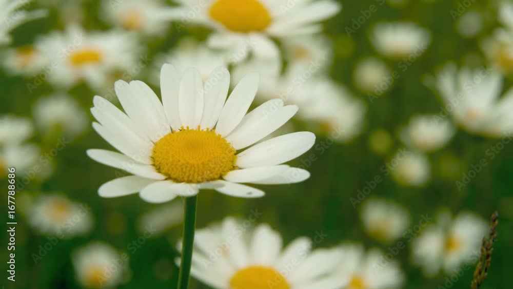 Top view of Chamomile flowers close up with soft focus swaying in the wind. Blooming camomile in the green field in spring meadow. Botany video with beautiful common daisies. 4k UHD Top view of Chamomile flowers close up with soft focus swaying in the wind. Blooming camomile in the green field in spring meadow. Botany video with beautiful common daisies. 4k UHD