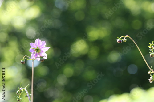 Fototapeta Naklejka Na Ścianę i Meble -  dahlia