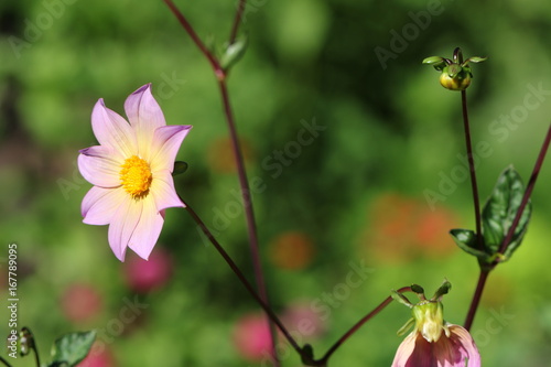 Fototapeta Naklejka Na Ścianę i Meble -  dahlia