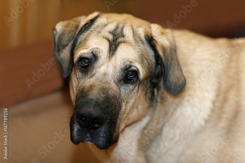 Brown spanish mastiff close-up in the house