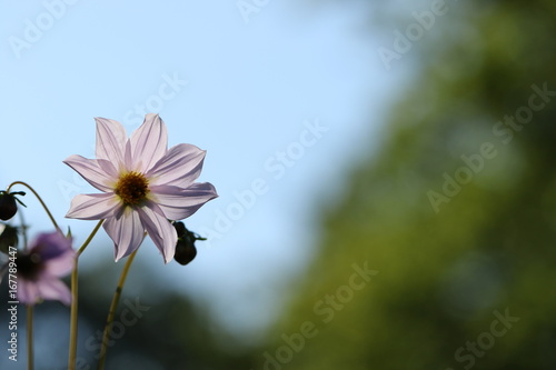 Fototapeta Naklejka Na Ścianę i Meble -  dahlia