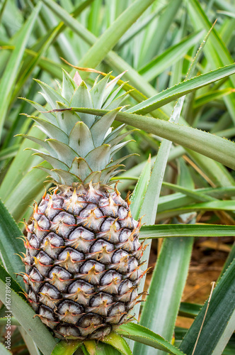 Pineapple tropical fruit growing in a plantation field