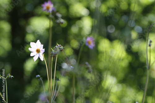 Fototapeta Naklejka Na Ścianę i Meble -  dahlia