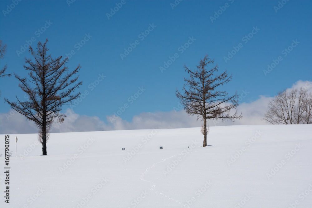 雪原に立つカラマツの木と青空 雪原に立つカラマツの木と青空