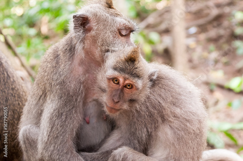 Monkey's in Ubud Bali © MARALD