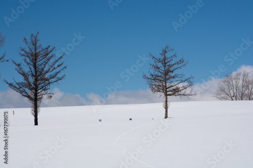 雪原に立つカラマツの木と青空 © kinpouge