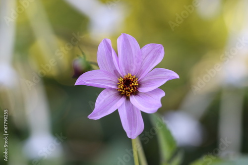 Fototapeta Naklejka Na Ścianę i Meble -  dahlia