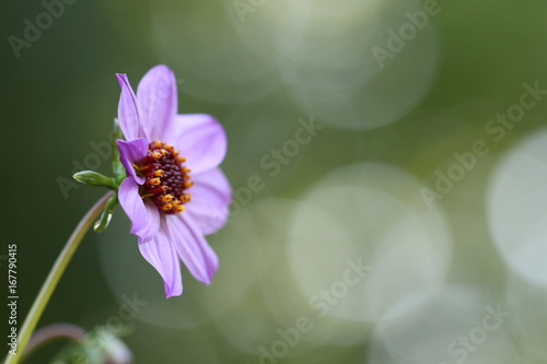 Fototapeta Naklejka Na Ścianę i Meble -  dahlia