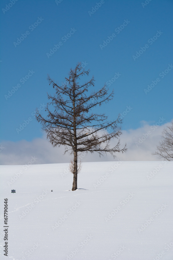 Obraz premium 雪原に立つカラマツの木と青空