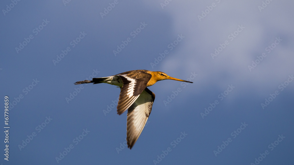 Obraz premium uferschnepfe im flug 