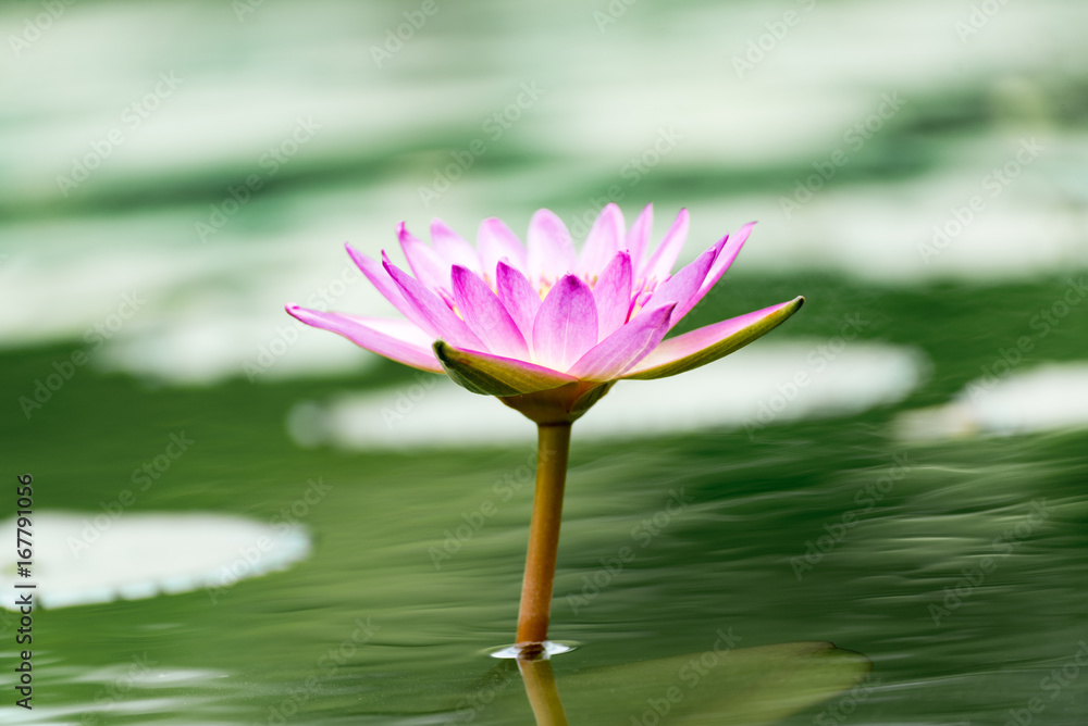 Beautiful lotus flower in pond,The symbol of the Buddha, Thailand. Beautiful lotus flower in pond,The symbol of the Buddha, Thailand.