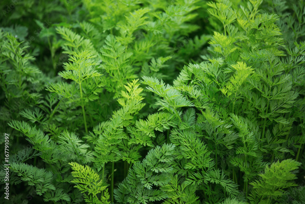 Field of fresh green dill. Field of fresh green dill.